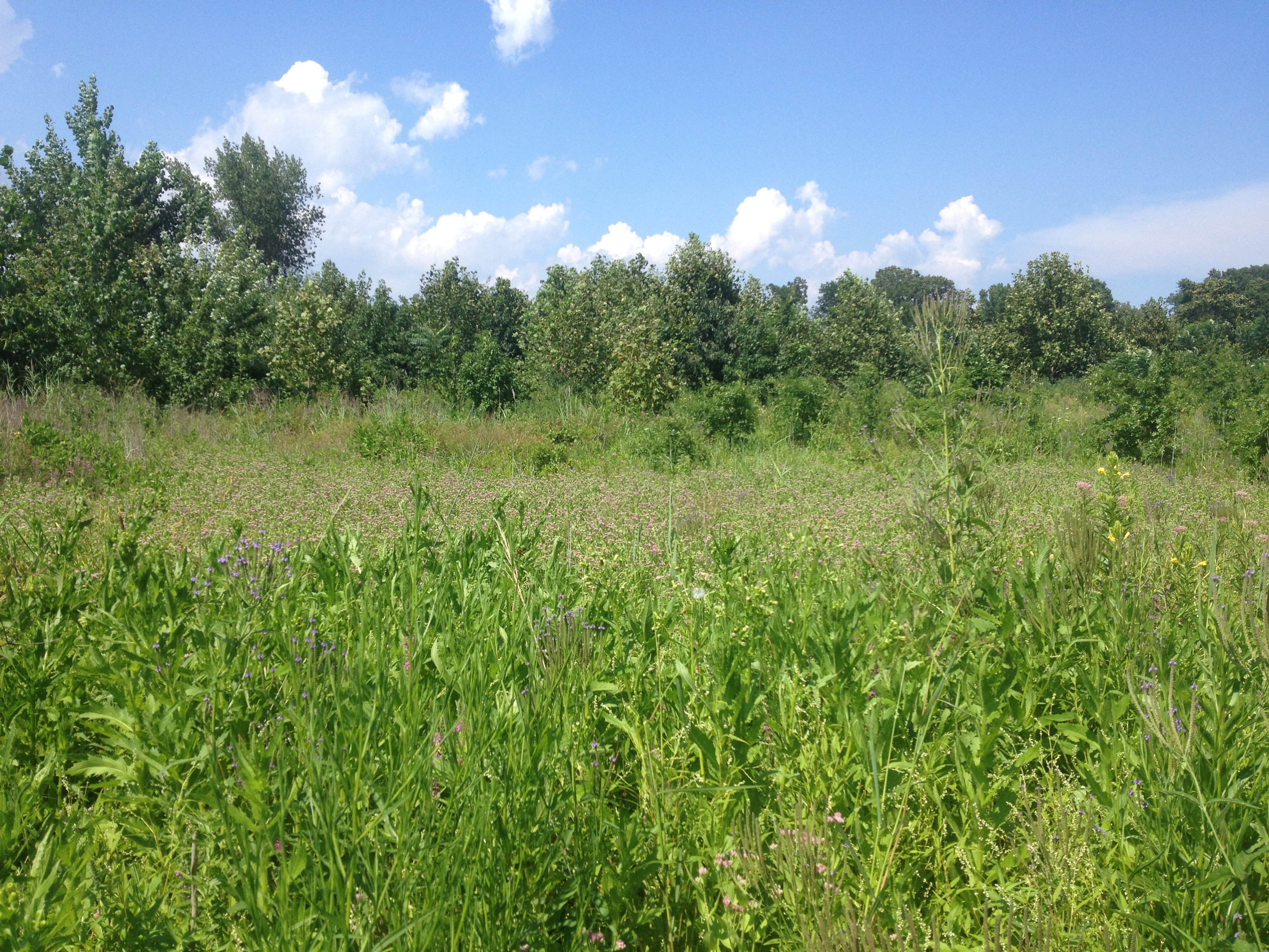 Flower meadows and sparce forests